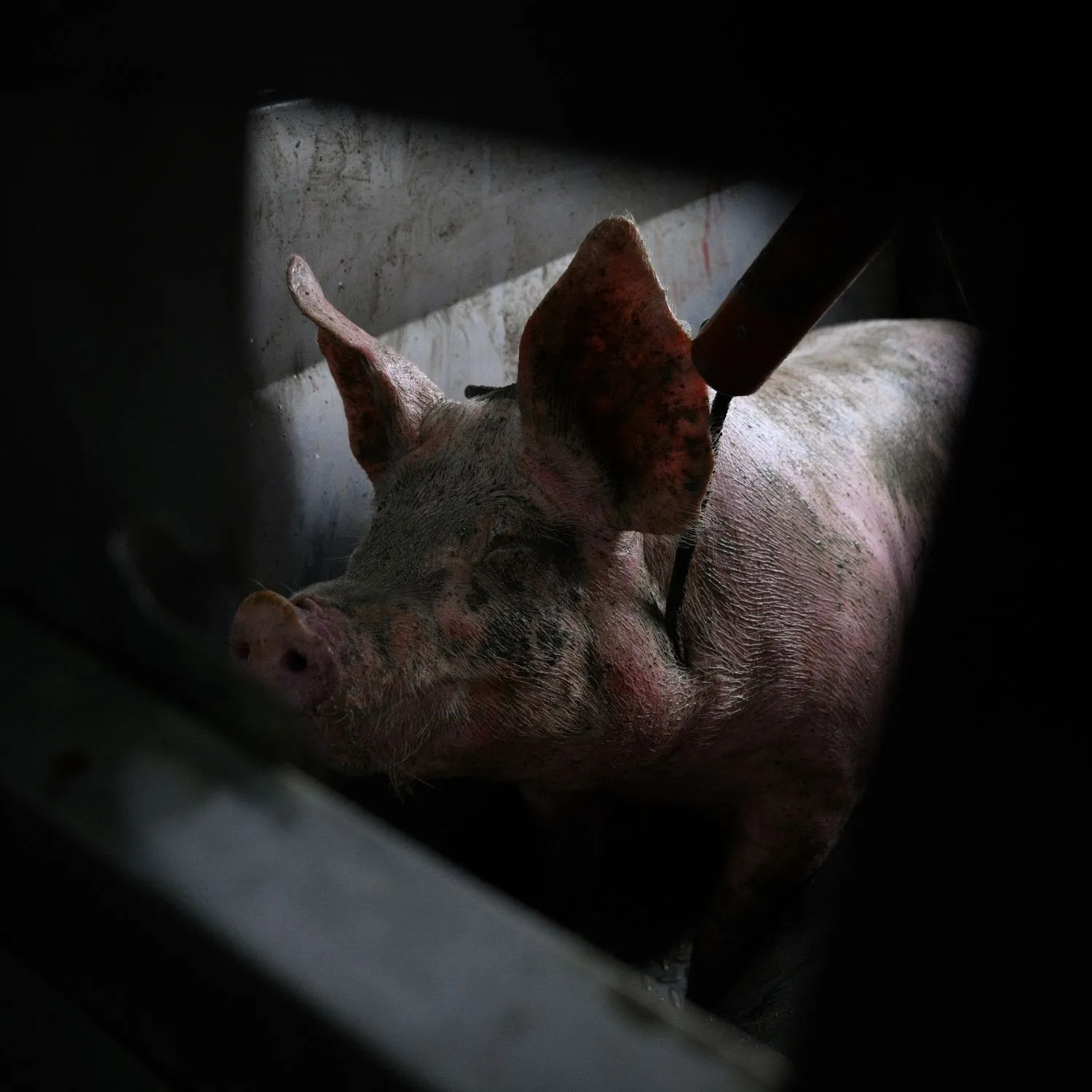 Warum die Pläne zur Videoüberwachung in Schlachthöfen nicht ausreichen