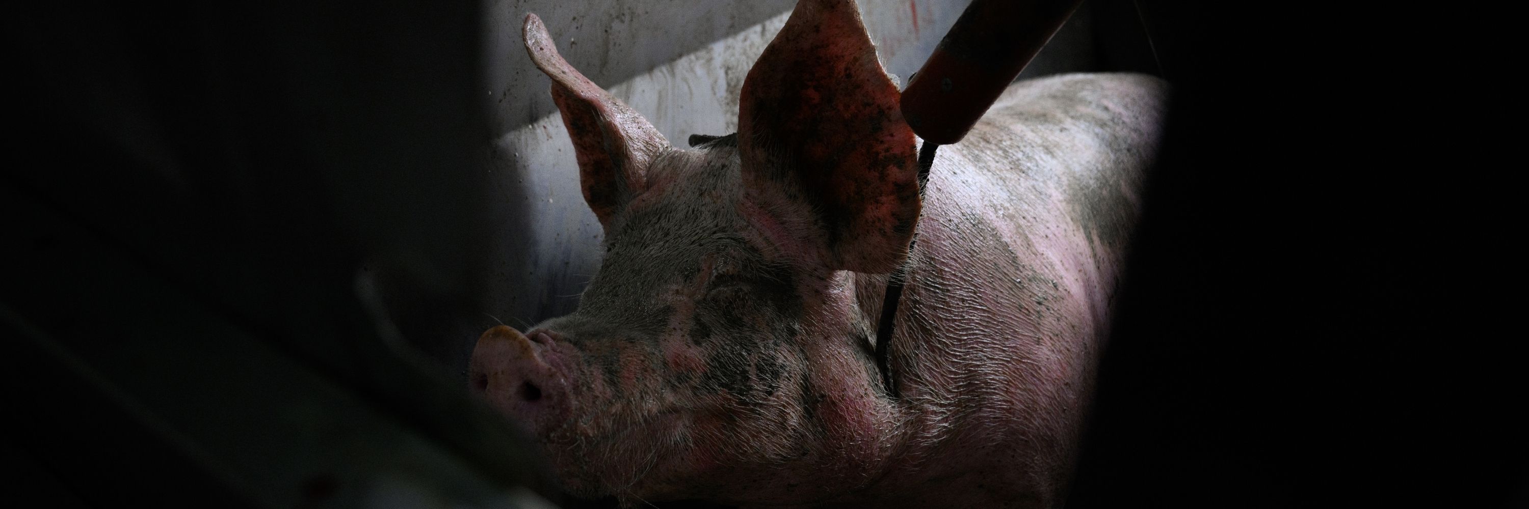 Schwein im Schlachthaus