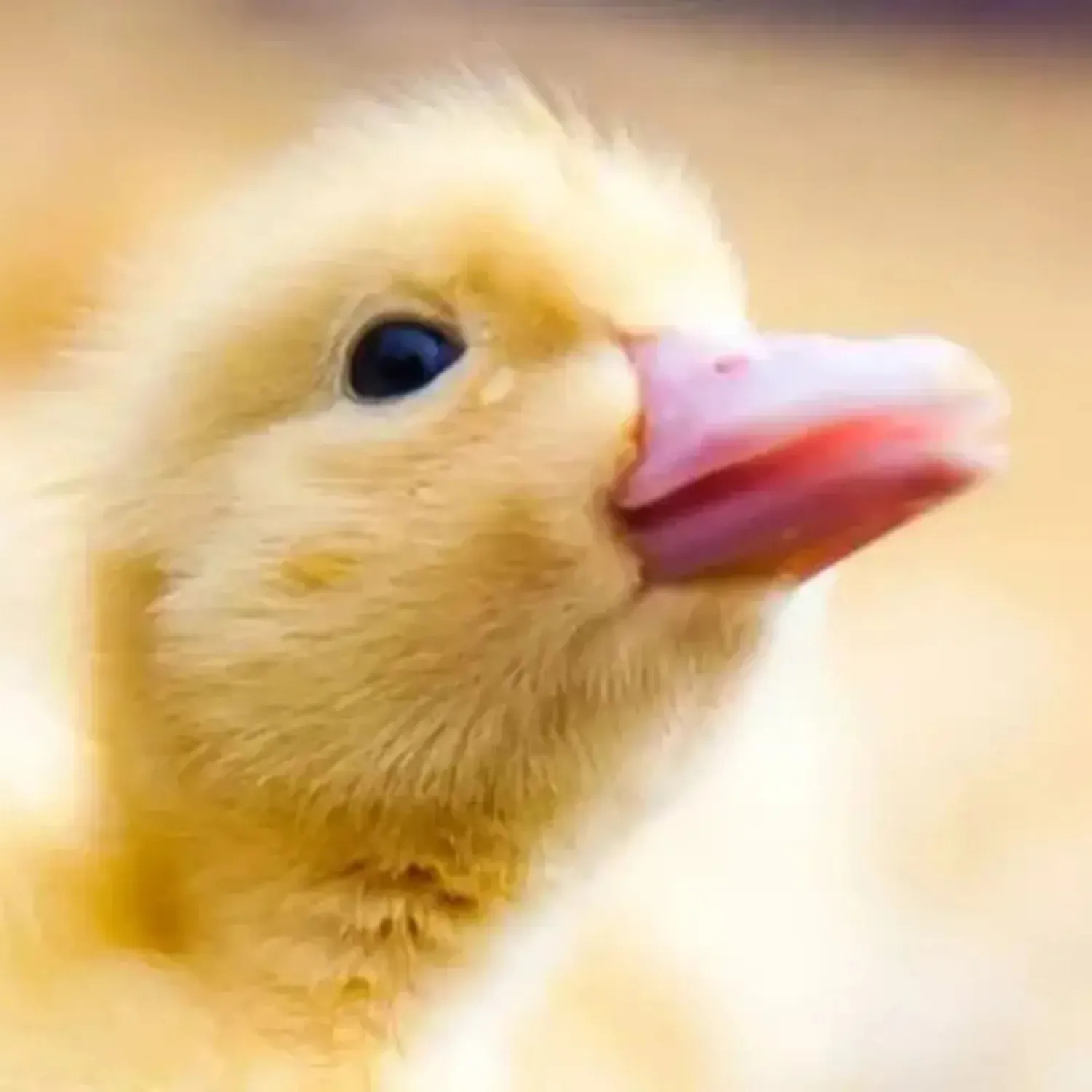 Fortschritt in Brasilien erreicht: Nur noch ein Schritt bis zum Ende der Zwangsmast