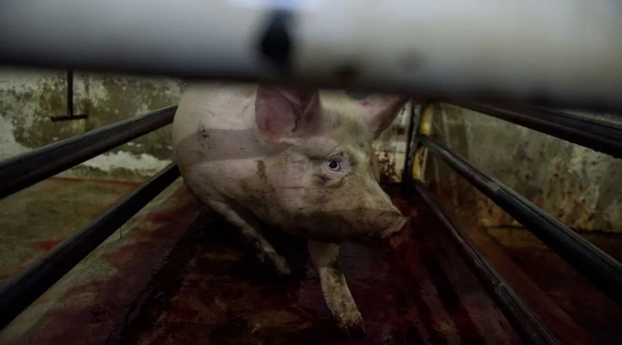 Warum die Pläne zur Videoüberwachung in Schlachthöfen nicht ausreichen 1 Schwein im Schlachthaus