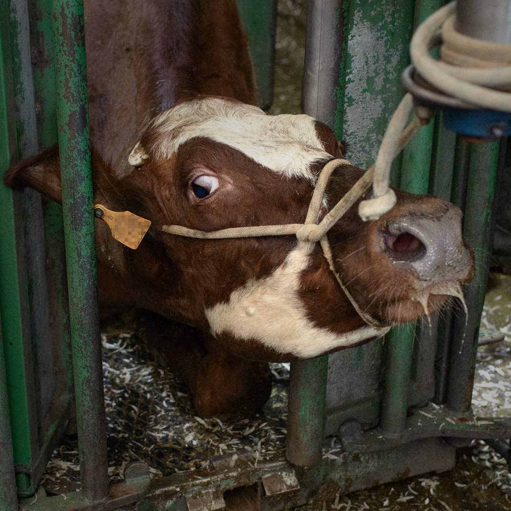 Rind in der Tierindustrie