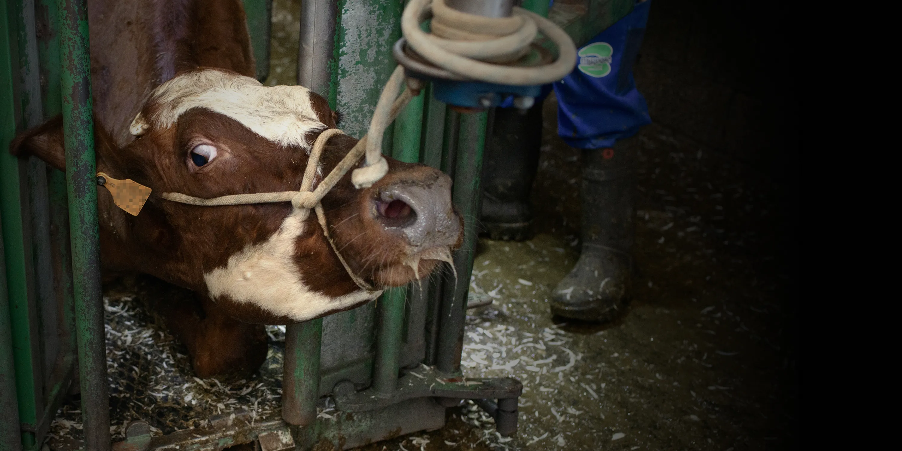Spendenaktion 2026 1 Rind in der Tierindustrie