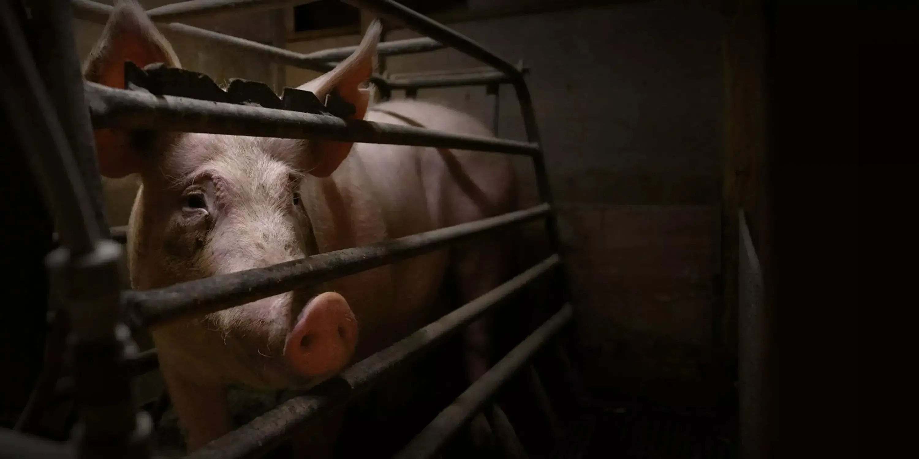 Schwein im Kastenstand