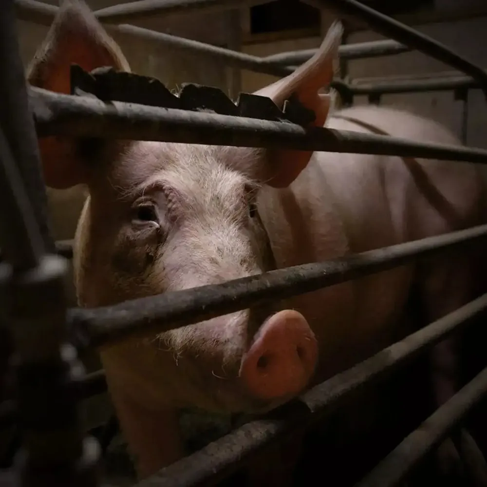 Schwein im Kastenstand
