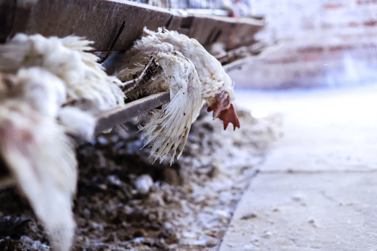 Huhn in Eierindustrie