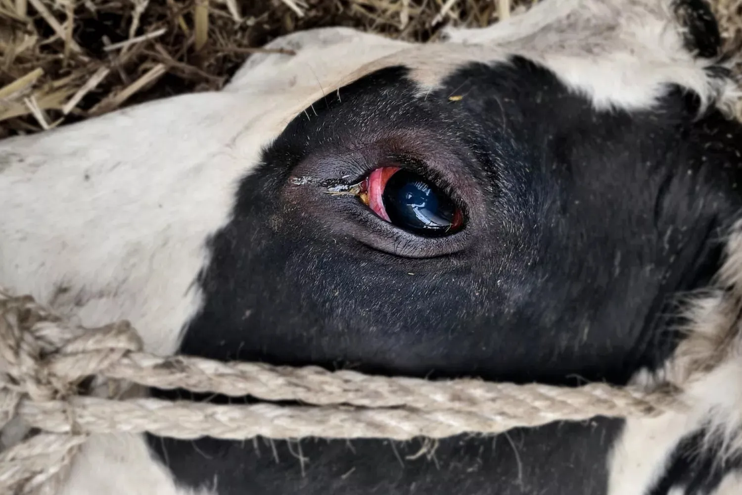 Spendenaktion 2026 13 Rind in einem Milchbetrieb