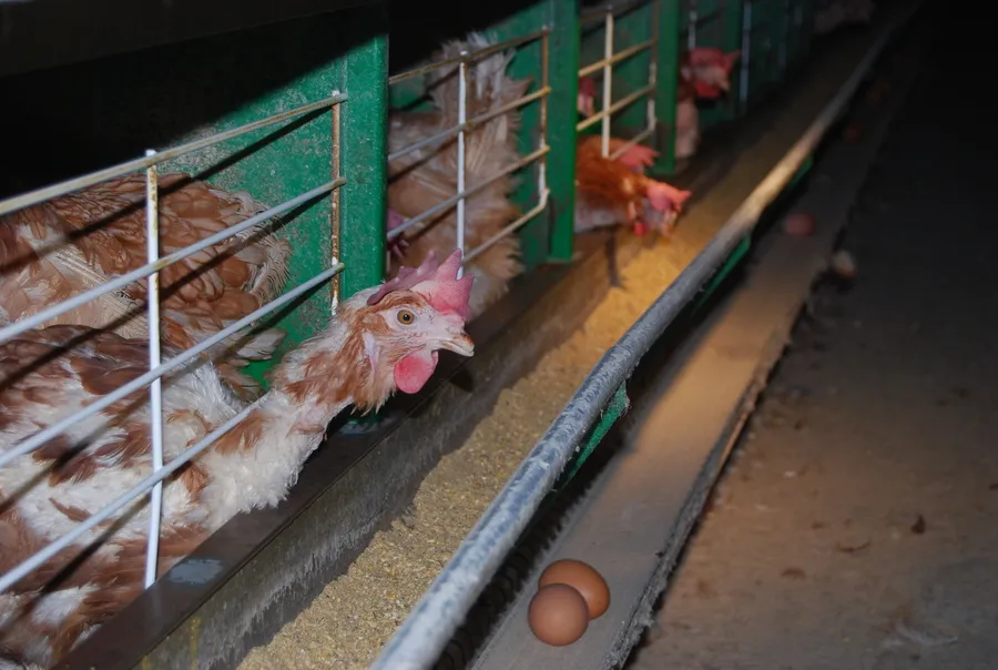 Huhn in der Eierindstrie