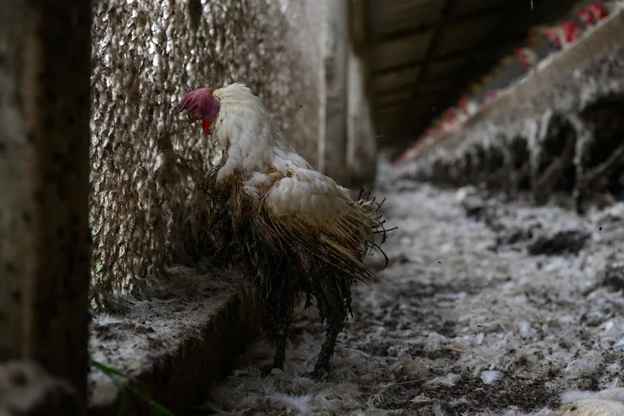 verletztes Huhn in Eierindustrie