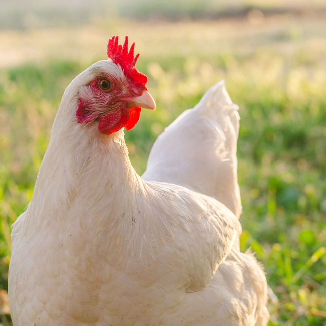 Huhn auf Wiese