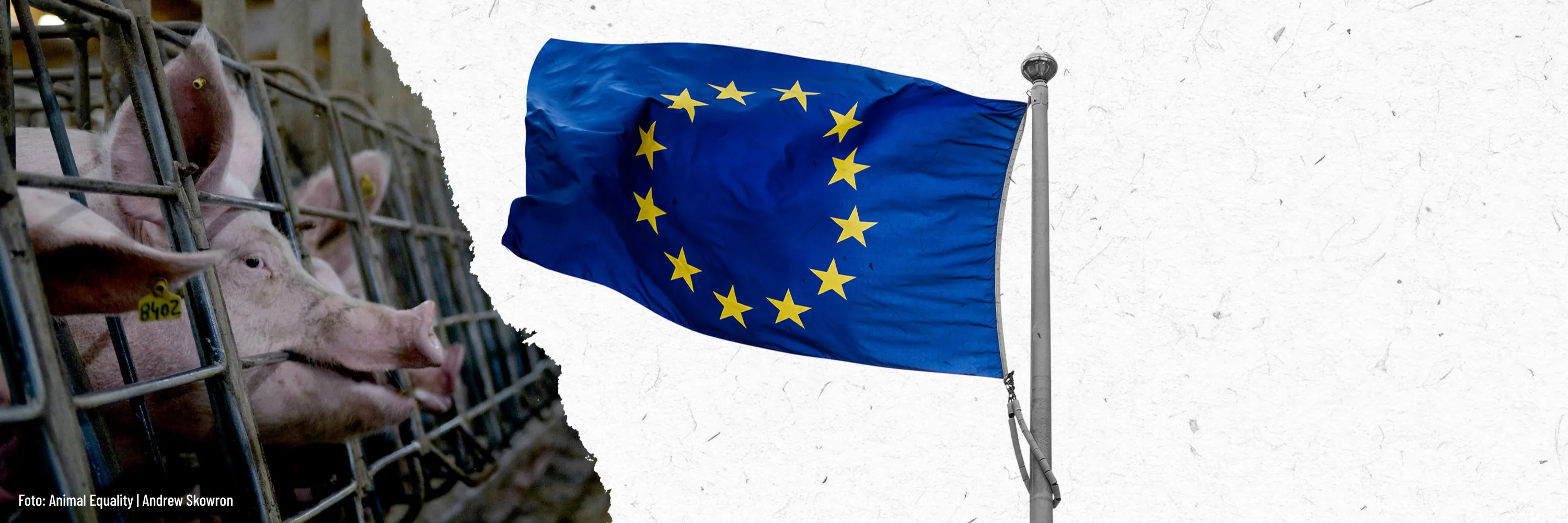 Startseite 7 Kampagne EU Tierschutzreform jetzt