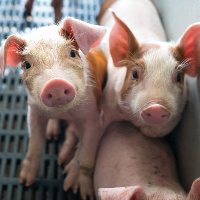 Ferkel in der Schweinezucht