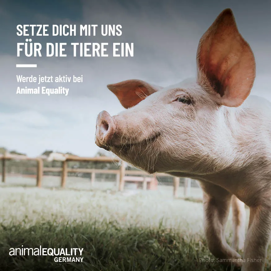 Broschüre Aktiv werden mit Animal Equality