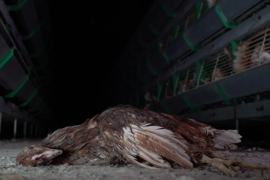 totes Huhn in der Eierindustrie