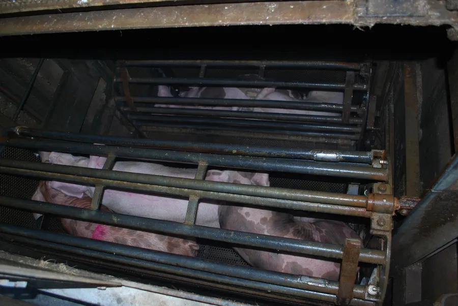 So ist es, als Mutterschwein in der Zucht zu leben 8 CO2-Betäubung von Schweinen