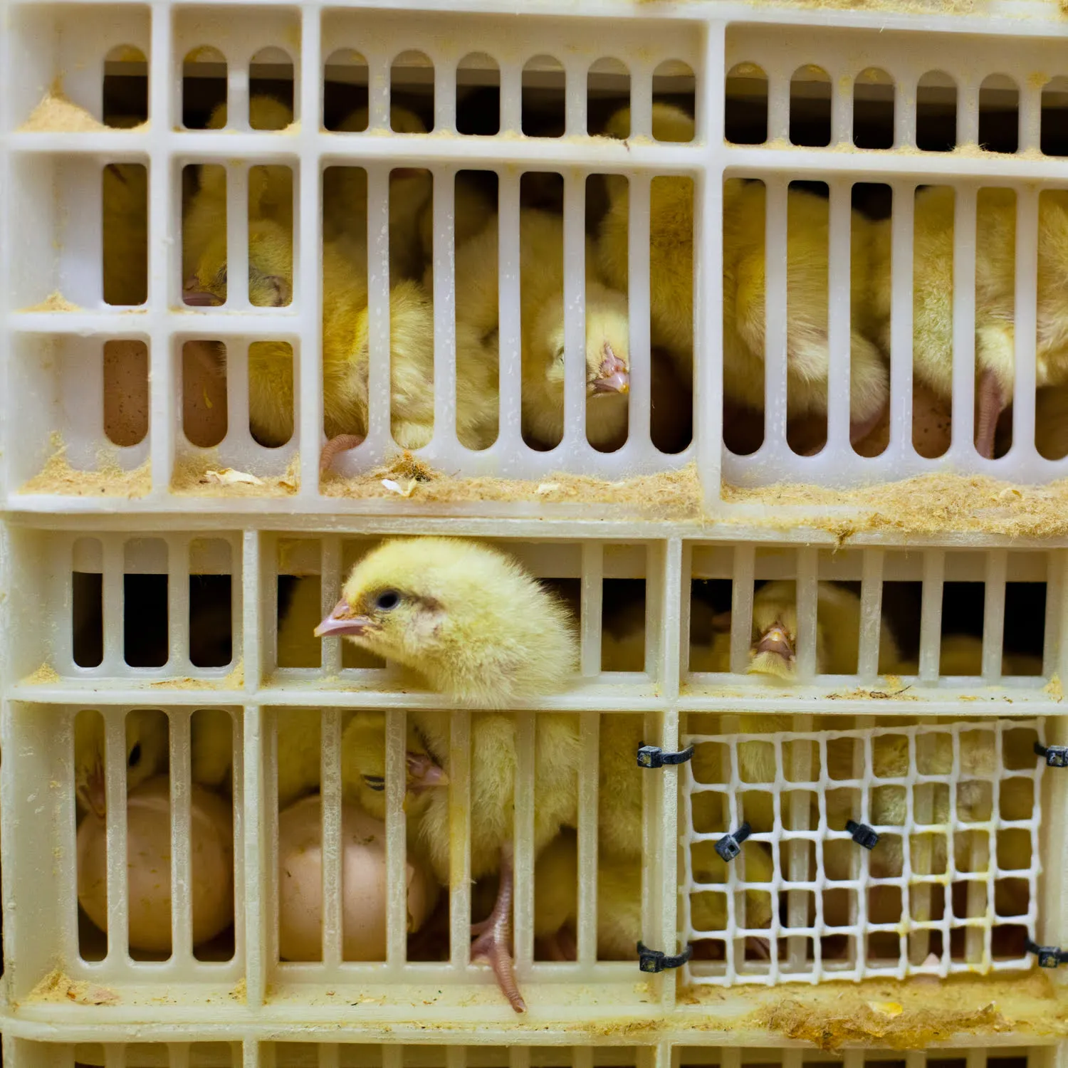 So ist es, als Huhn in der Eierindustrie zu leben 4 So ist es, als Huhn in der Eierindustrie zu leben