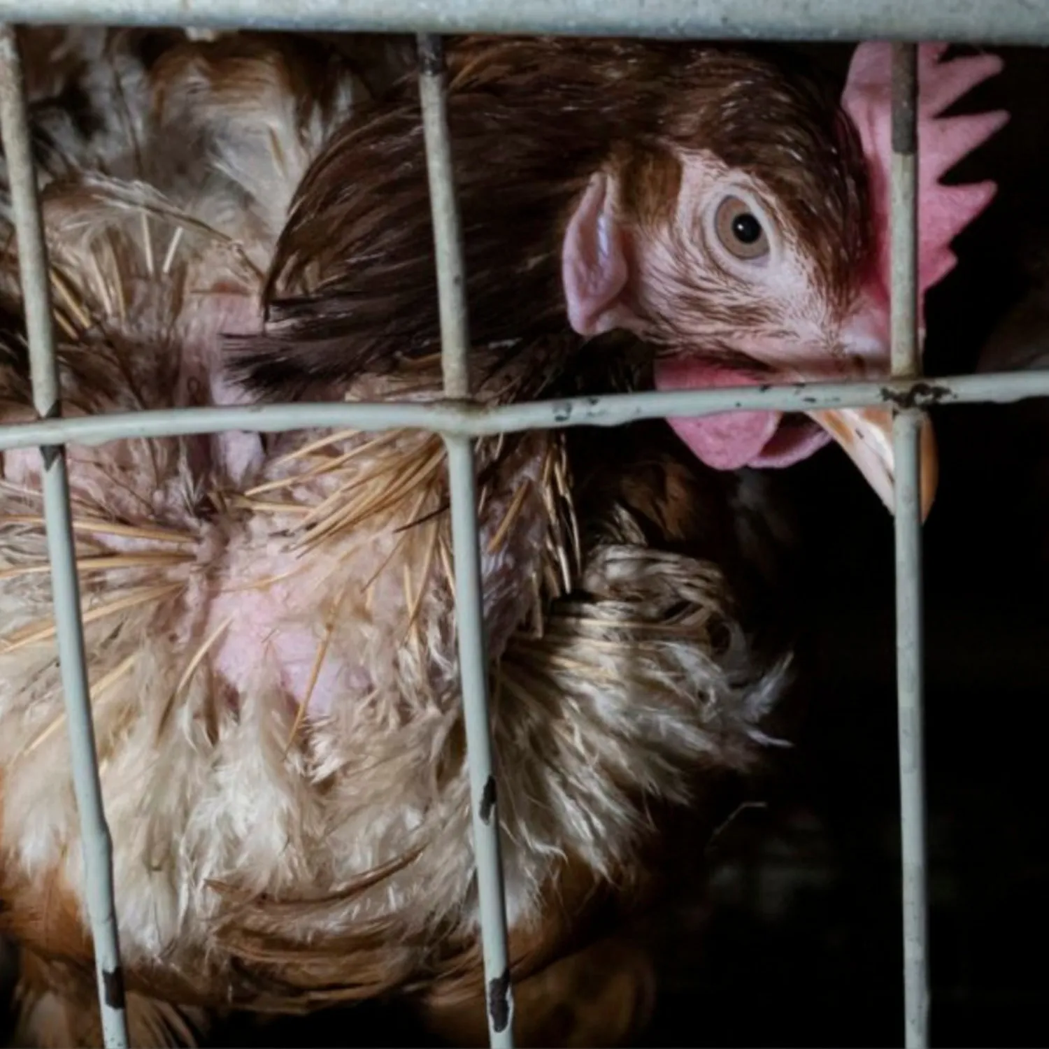 Huhn im Käfig