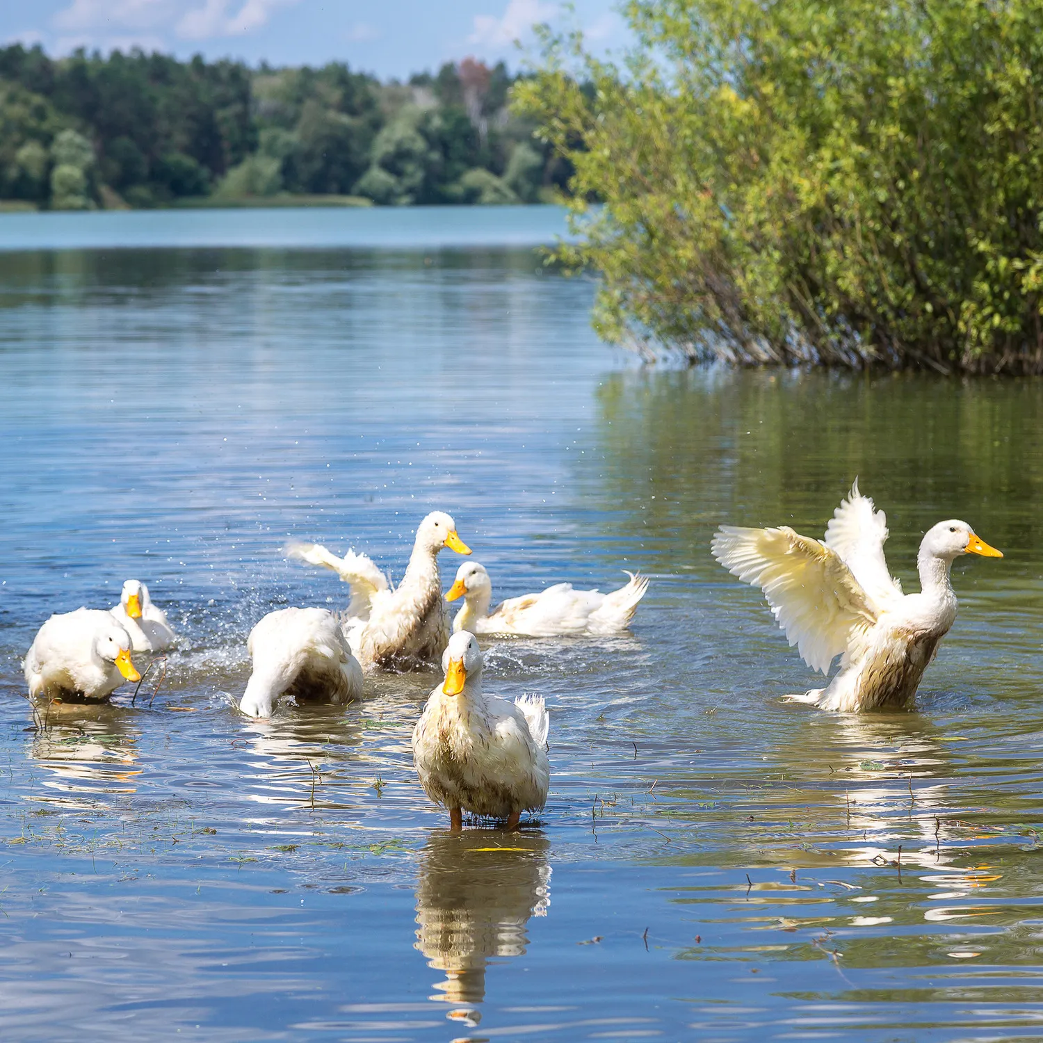 Enten baden in einem See