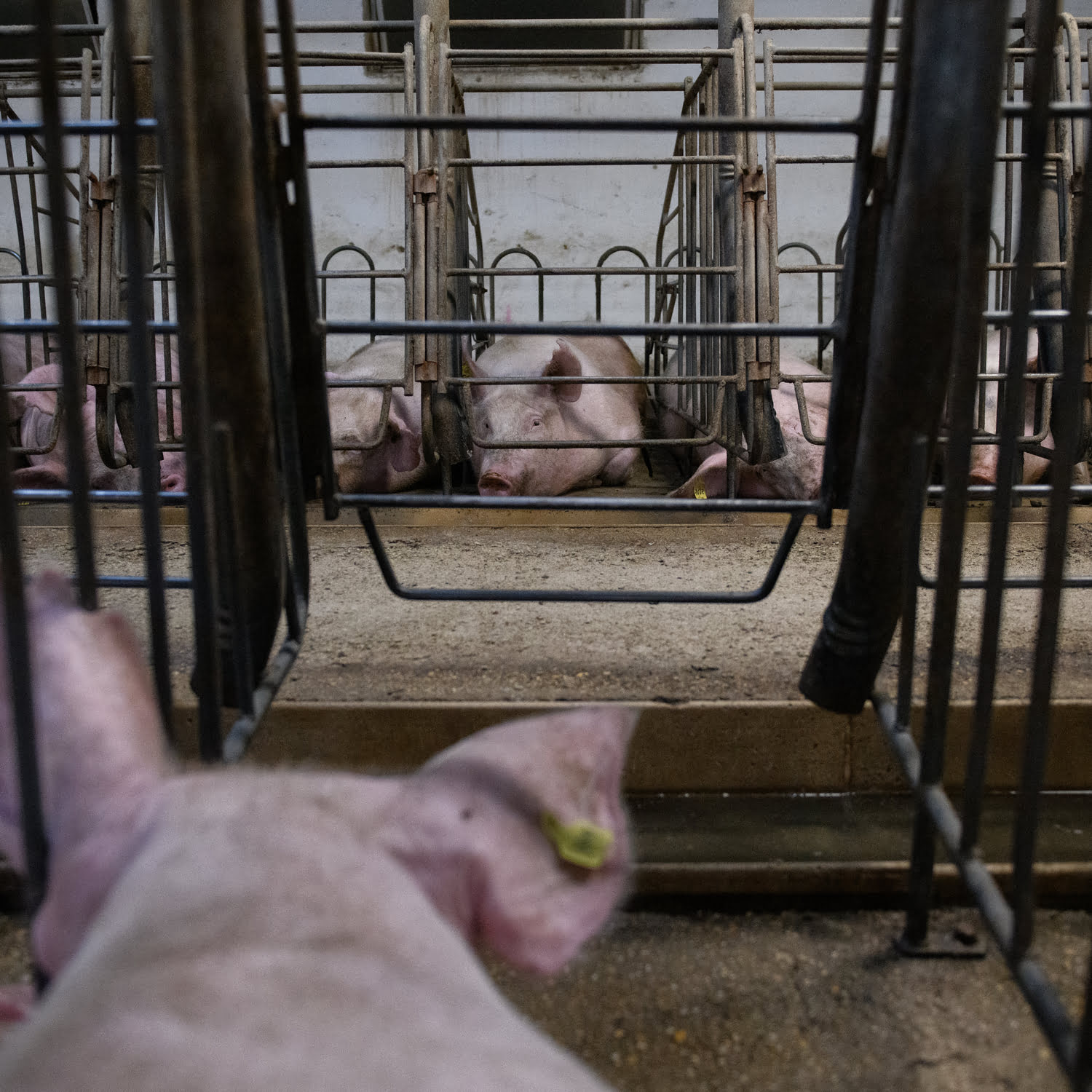 Schweine im Kastenstand