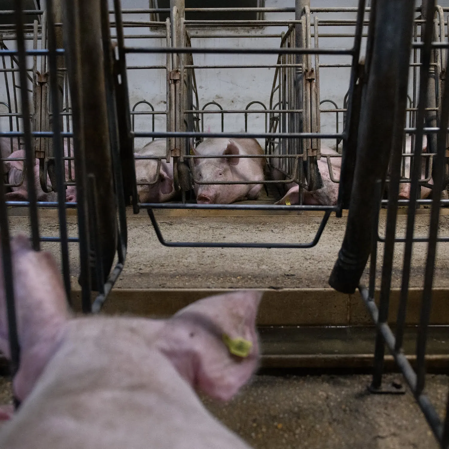So ist es, als Mutterschwein in der Zucht zu leben 4 So ist es, als Mutterschwein in der Zucht zu leben