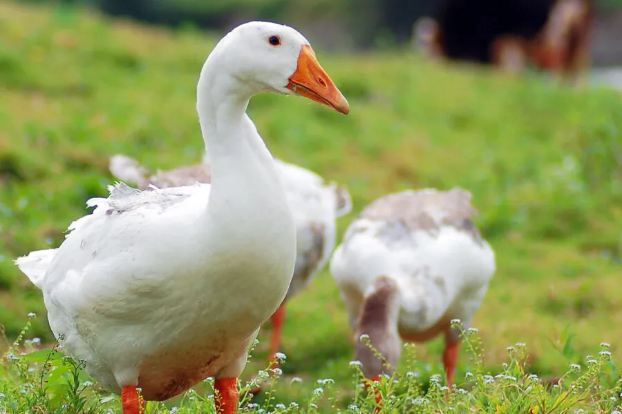 Warum Tierschutz nicht an Landesgrenzen enden darf – und was du jetzt tun kannst 3 Gänse auf einer Wiese
