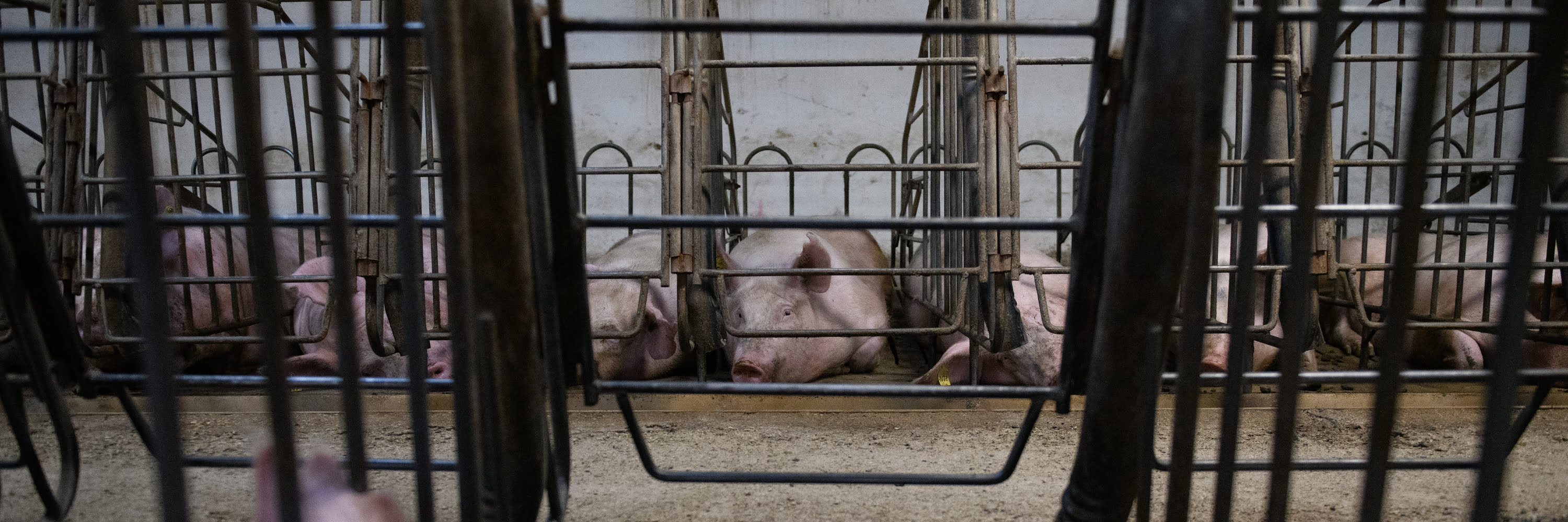 Schweine im Kastenstand