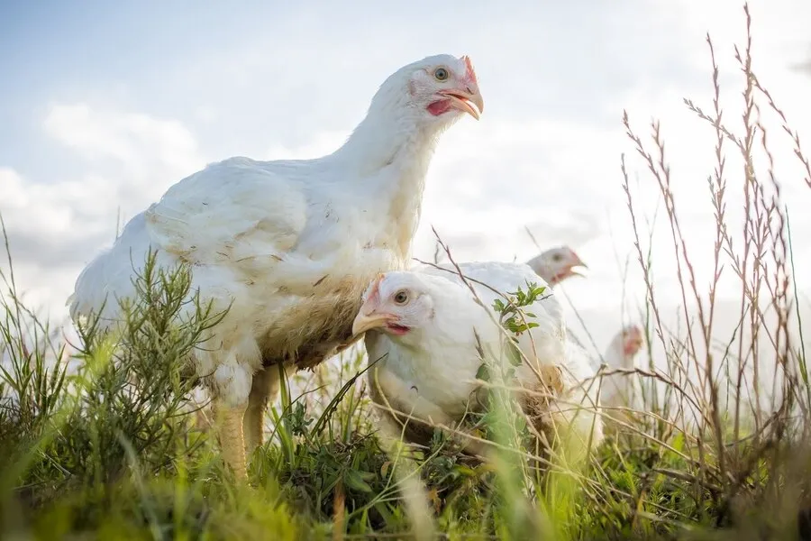 Warum Tierschutz nicht an Landesgrenzen enden darf – und was du jetzt tun kannst 5 Hühner auf einer Wiese