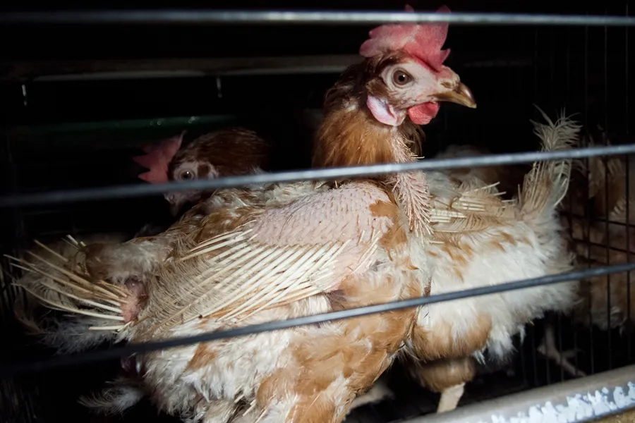 Huhn in der Eierindustrie