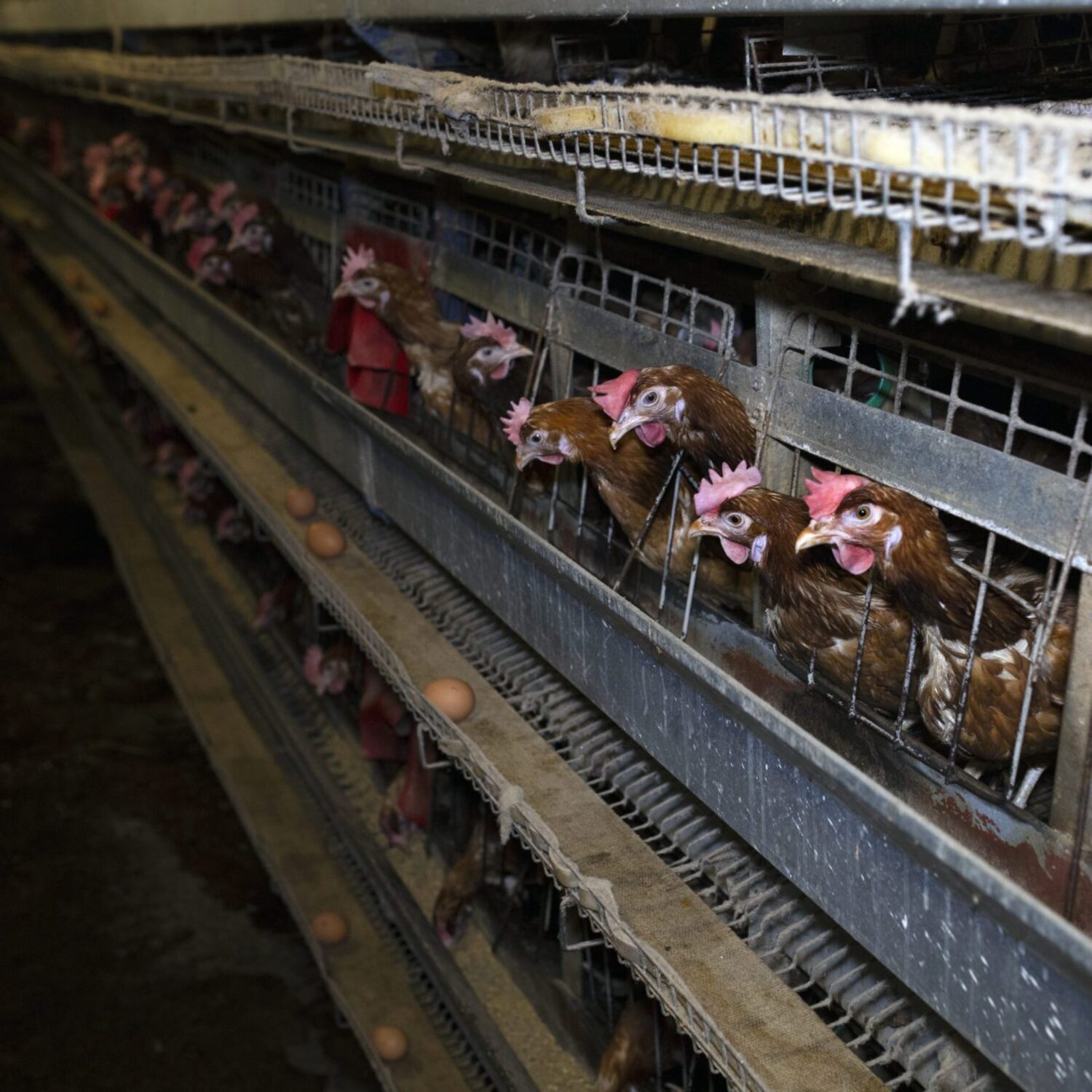 hens-credit-andrew-skowron-032-1500x1500