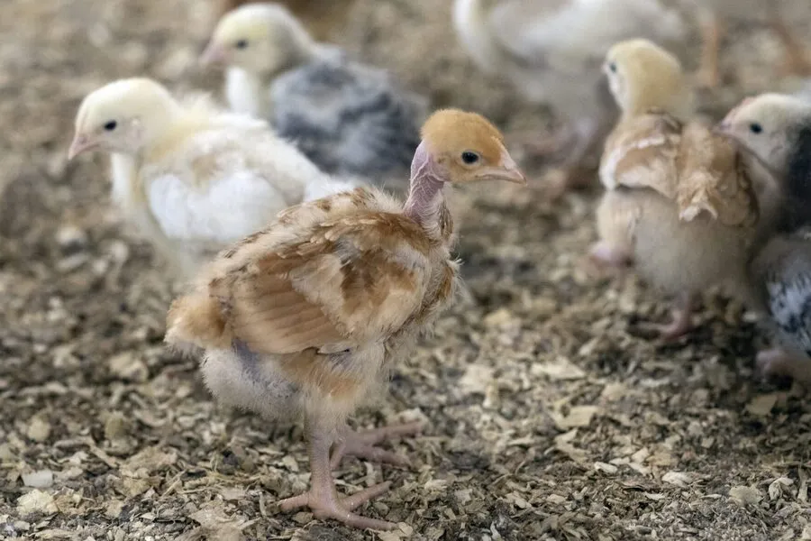 Huhn in der Eierindustrie