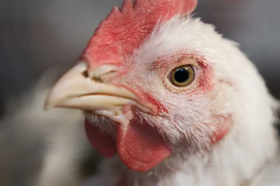 Warum Tierschutz nicht an Landesgrenzen enden darf – und was du jetzt tun kannst 1 Huhn