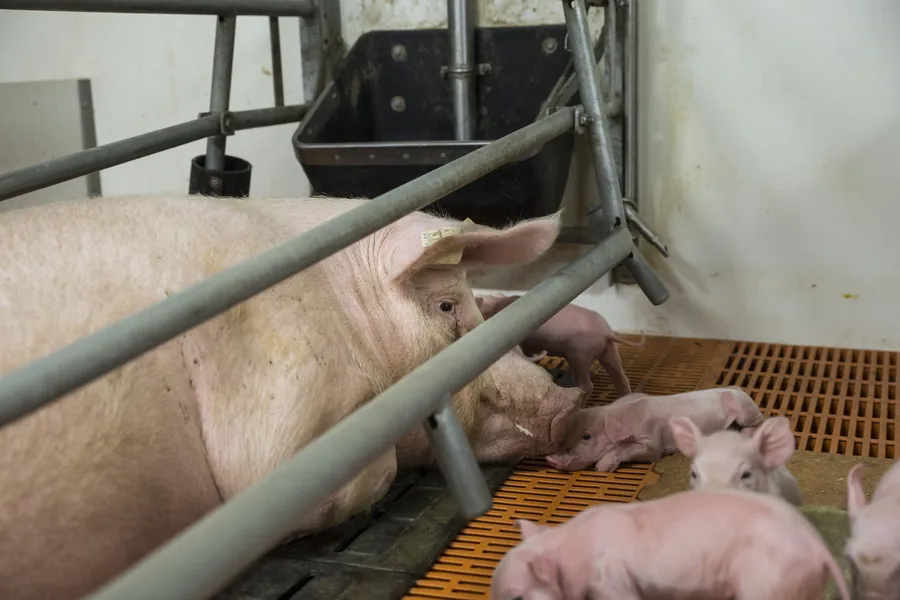 So ist es, als Mutterschwein in der Zucht zu leben 3 Ferkel und Mutterschein