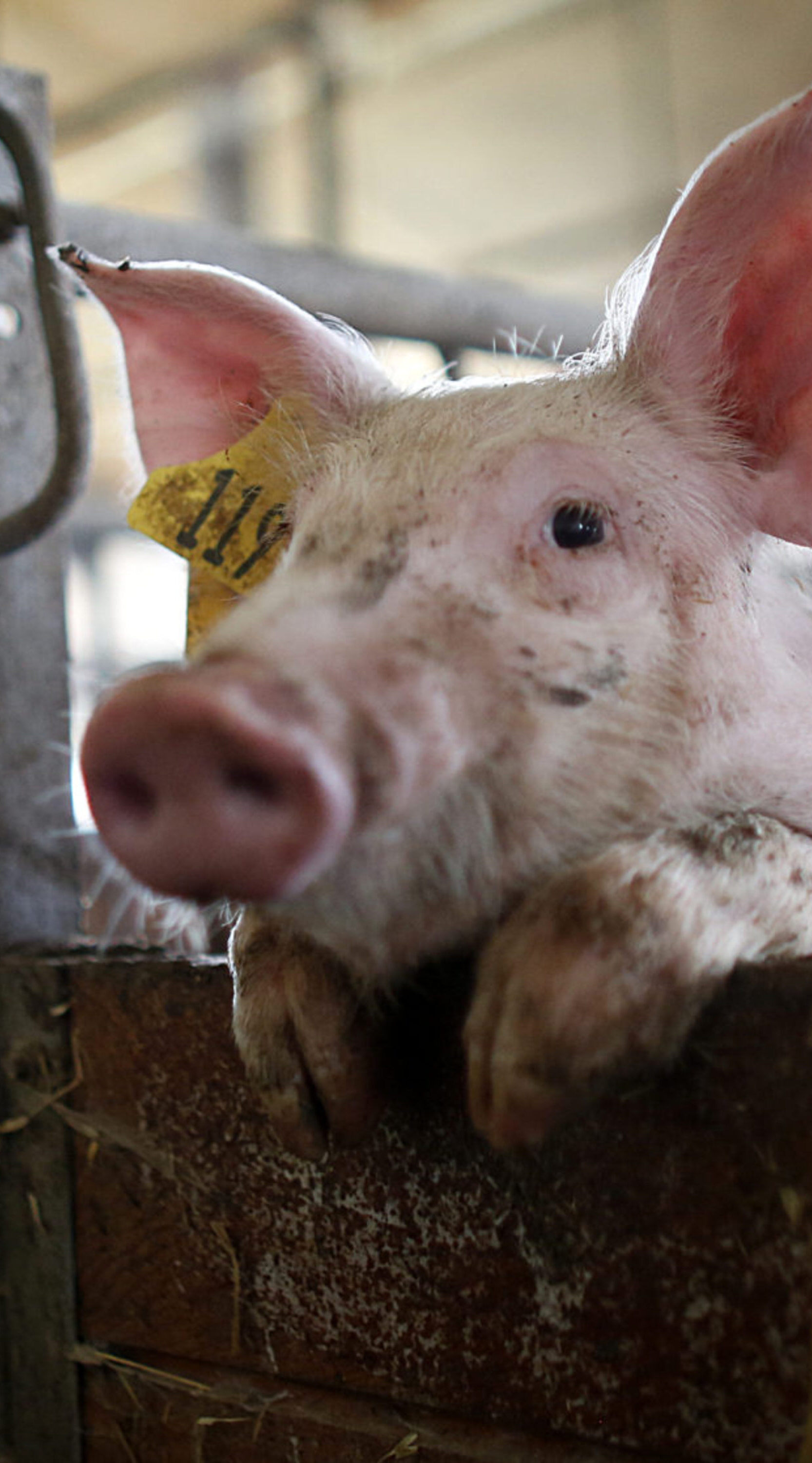Ferkel in der industriellen Tierhaltung