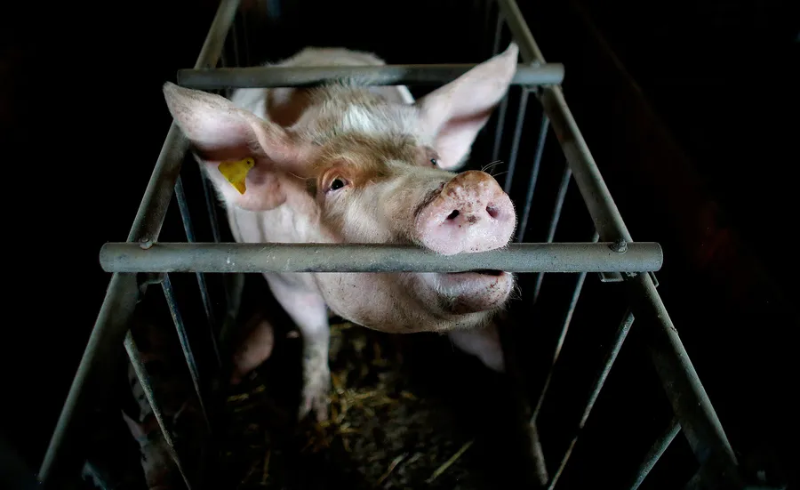 So ist es, als Mutterschwein in der Zucht zu leben 1 Schwein im Kastenstand
