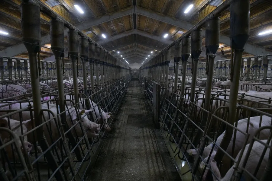 So ist es, als Mutterschwein in der Zucht zu leben 2 Schweine in Kastenständen