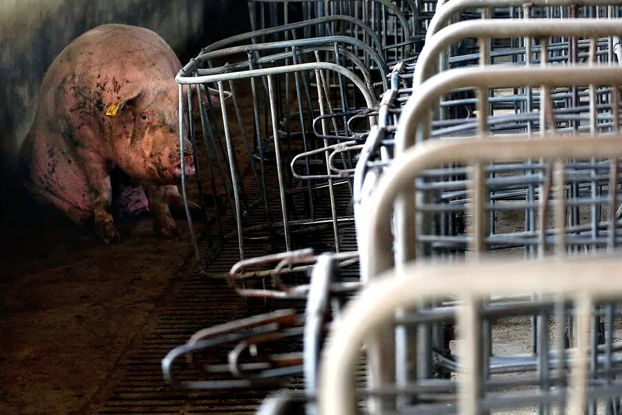 So ist es, als Mutterschwein in der Zucht zu leben 6 Verletztes Schwein in der Tierindustrie