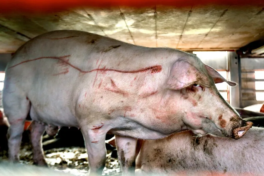 So ist es, als Mutterschwein in der Zucht zu leben 7 Schwein im Tiertransporter