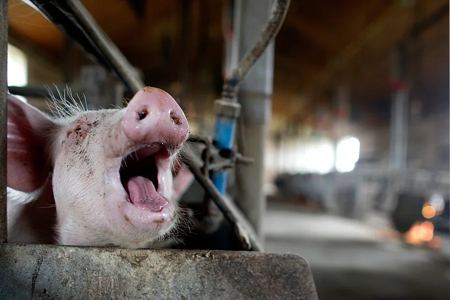 So ist es, als Mutterschwein in der Zucht zu leben 5 Ferkel in der Tierindustrie