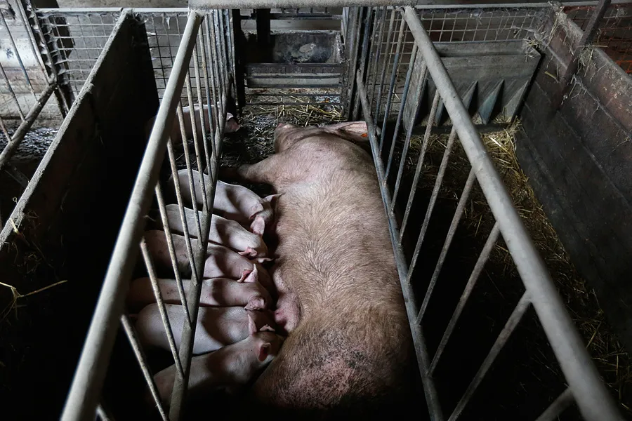 So ist es, als Mutterschwein in der Zucht zu leben 4 Schwein mit Ferkeln im „Ferkelschutzkorb“