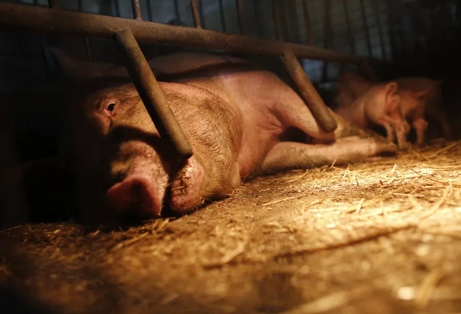 So ist es, als Mutterschwein in der Zucht zu leben 9 Mutterschwein im Kastenstand