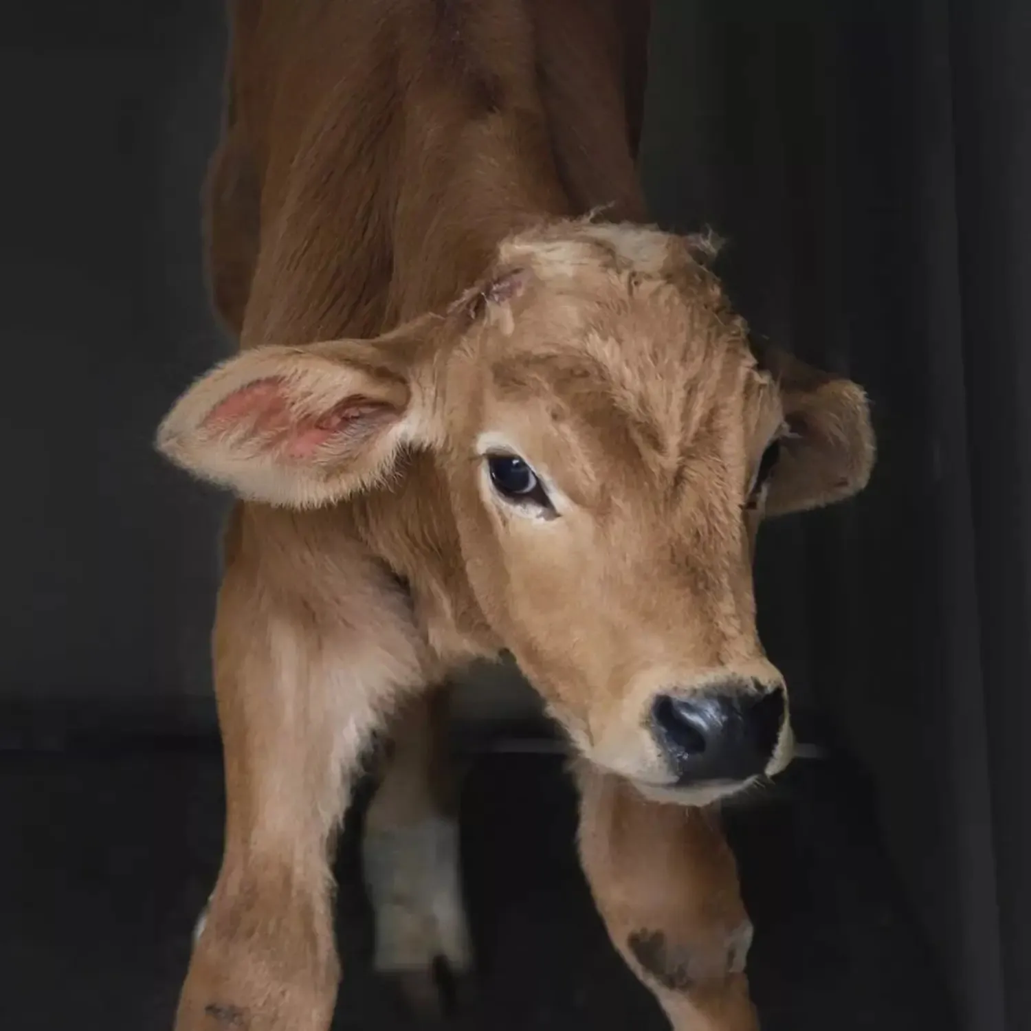 Kalb in der Tierindustrie