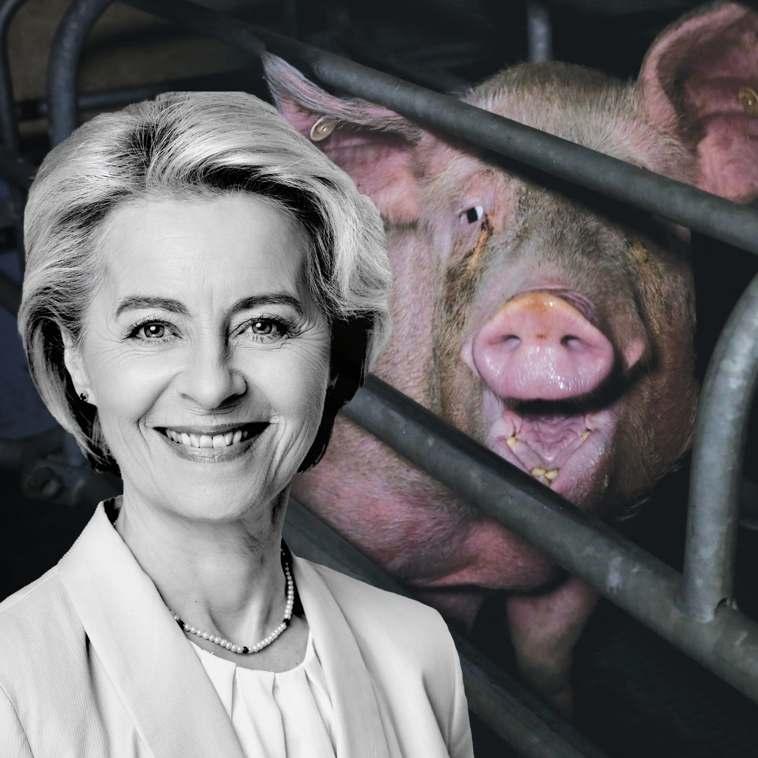 Ursula von der Layen mit einem Schwein im Kastenstand