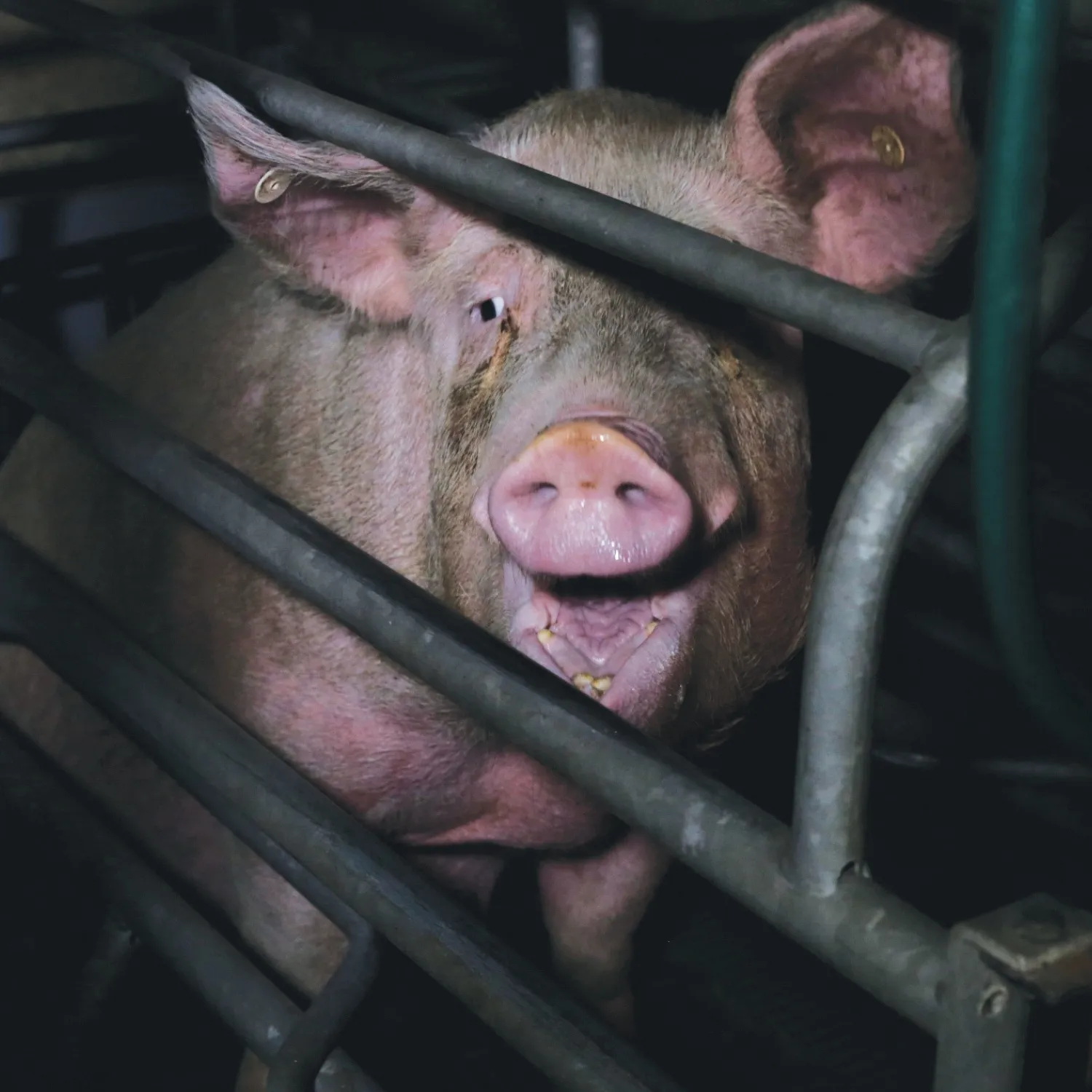 Ein Schwein in einem Kastenstand