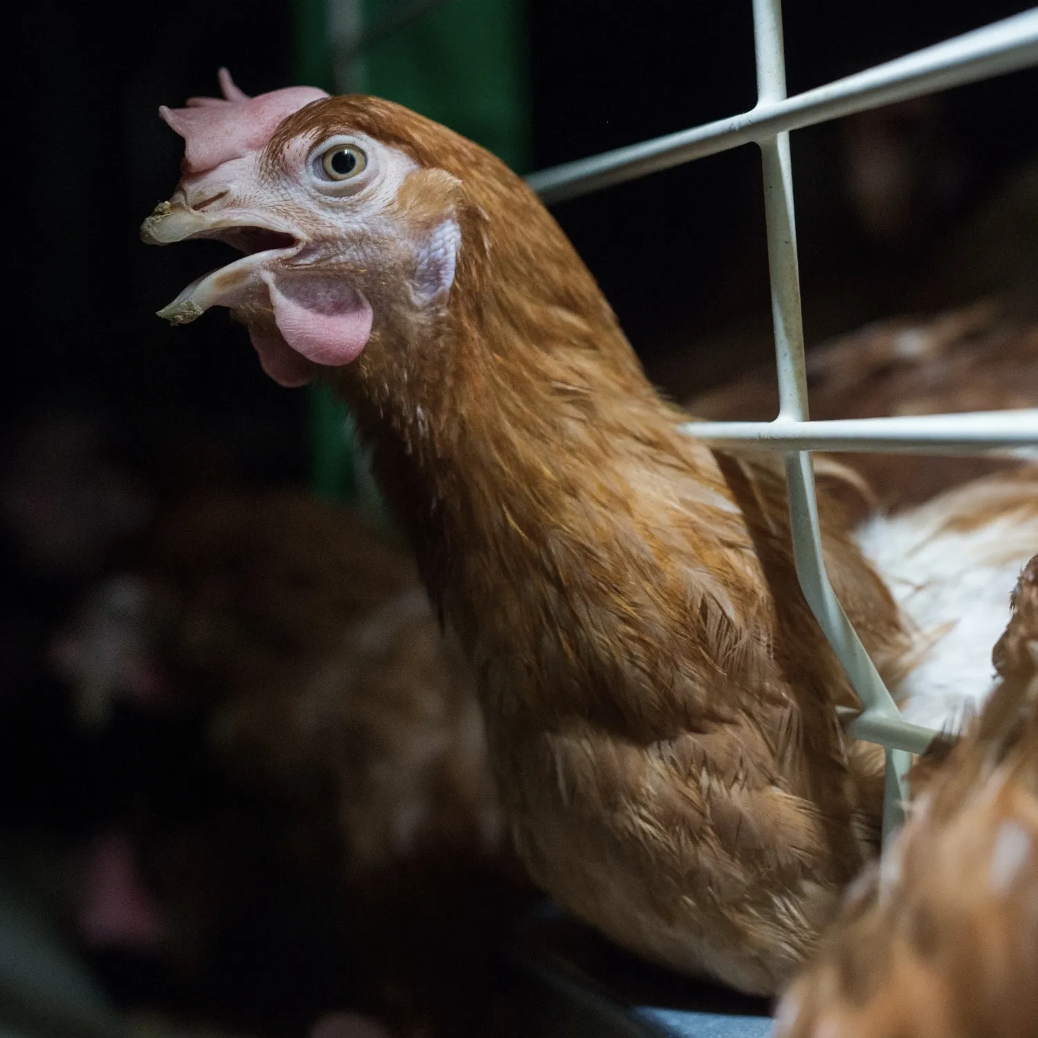 Ein Huhn in einem Käfig