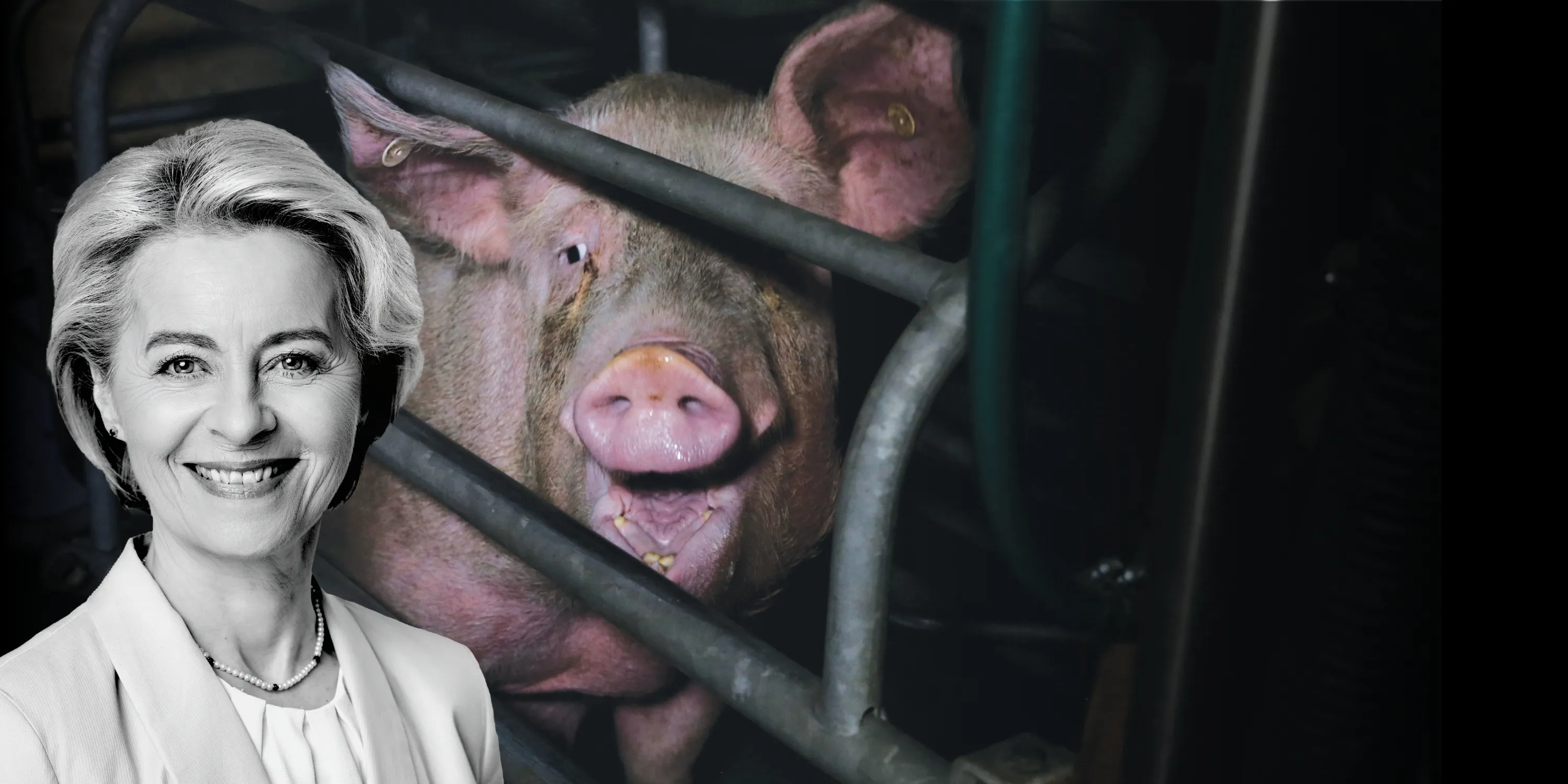 Ursula von der Layen mit einem Schwein im Kastenstand