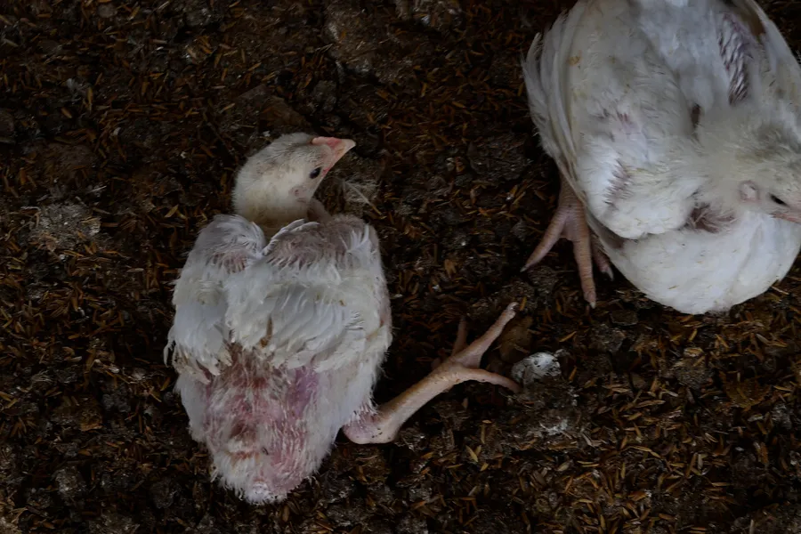 Huhn mit Gefiederverlust