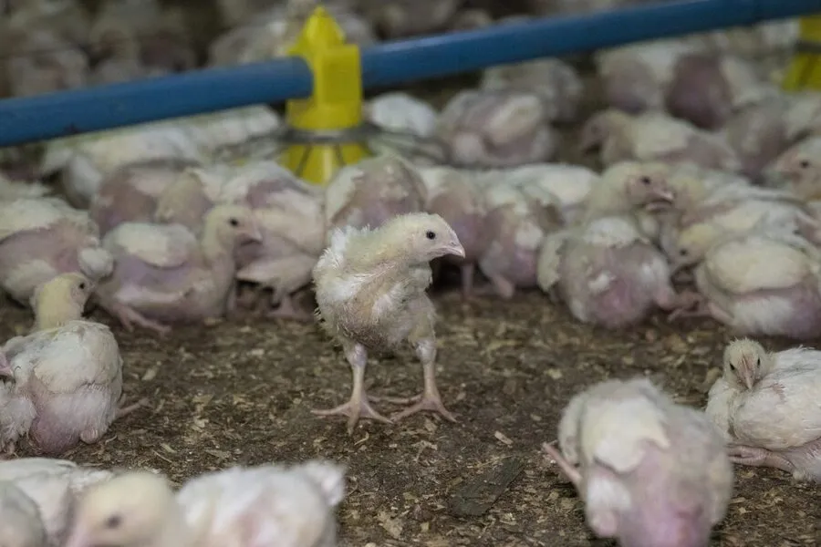 So ist es, als Huhn in der Fleischindustrie leben zu müssen 1