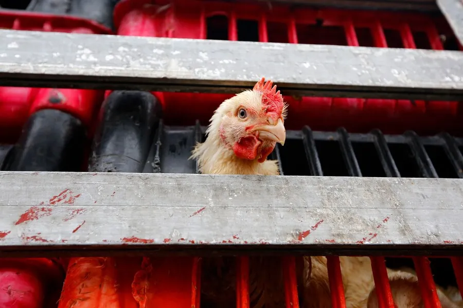 So ist es, als Huhn in der Fleischindustrie leben zu müssen 3 Huhn im Tiertransporter auf dem Weg zum Schlachthof