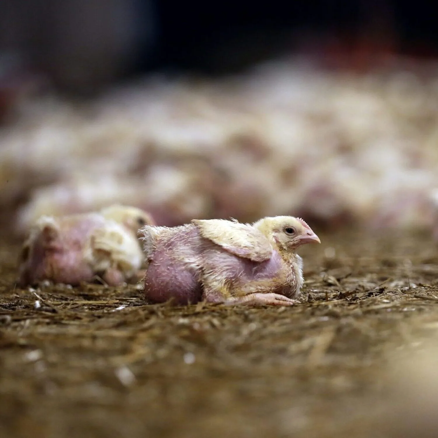 So ist es, als Huhn in der Fleischindustrie leben zu müssen