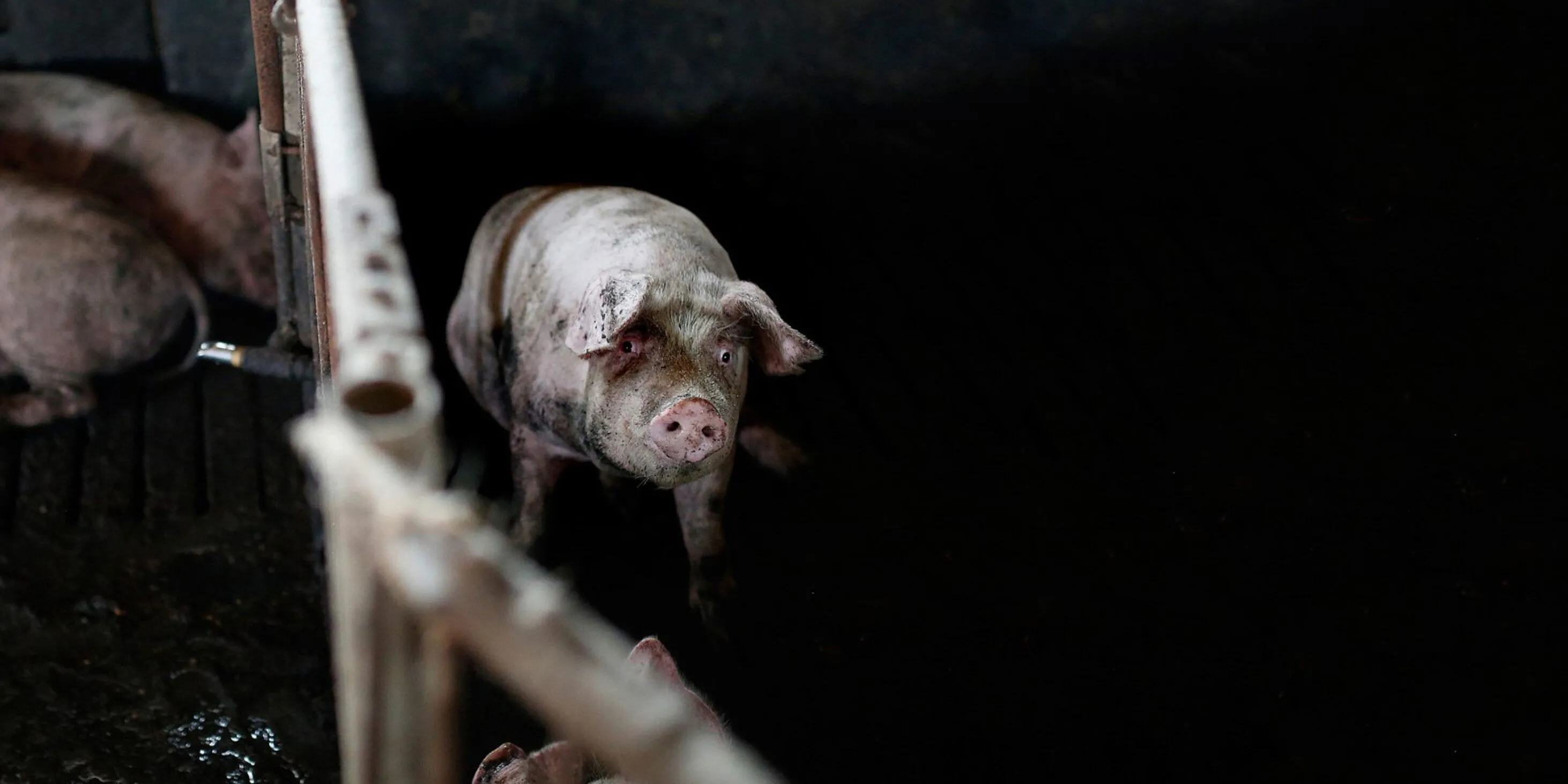 Schwein in Mastbetrieb