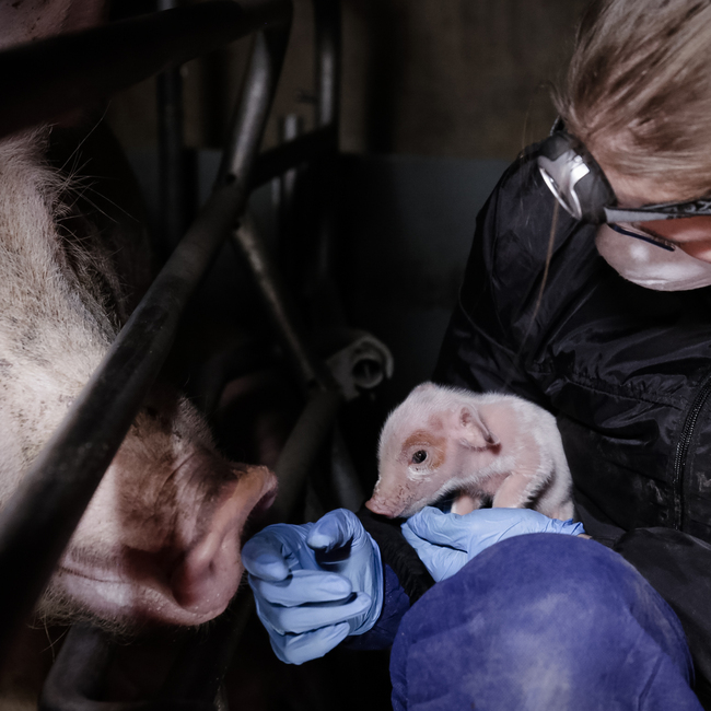 Ferkel und Mutterschwein in der Schweinezucht